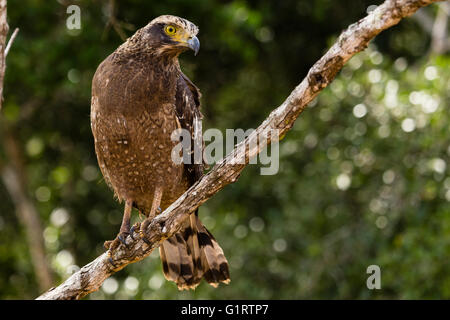 Mountain Hawk-Eagle or Hodgson's Hawk-Eagle (Nisaetus Nipalensis), Wilpattu National Park, Sri Lanka Stock Photo