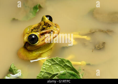 Tree frog Trachycephalus jordani (Trachycephalus jordani), male in a pond, Jorupe Parkland, Ecuador Stock Photo