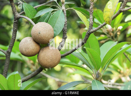 Ripening Sapodilla fruits in organic garden. A tropical, evergreen tree fruit with sweet and malty flavor. Stock Photo