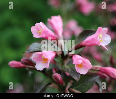 The dark purple leaved Weigela atropurpurea 'Nana', which produces bright pink flowers. Stock Photo