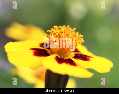 Close up of a bright yellow French Marigold flower (Tagetes patula), growing in a garden, with natural green background. Stock Photo