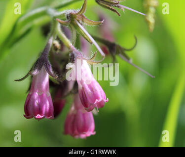 The pink flowers of Symphytum officinale also known as common comfry, against a background of natural green vegetation. Stock Photo