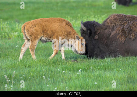 American bison Bison bison female and youngster Yellowstone National Park Wyoming USA Stock Photo