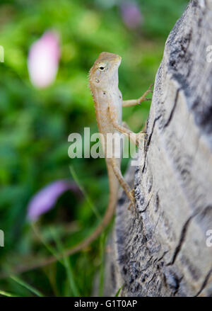 Lizard in Thailand sitting on a tree trunk. Stock Photo