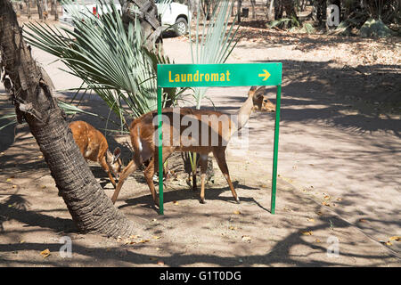 Bushbuck Tragelaphus scriptus female and calf Letaba Camp Kruger National Park South Africa Stock Photo