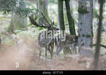 Fallow deer Dama dama buck on rutting stand calling New Forest National Park Hampshire England Stock Photo