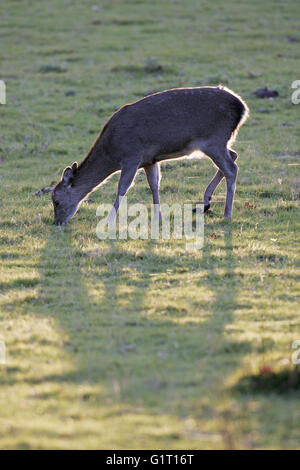 Sika deer Cervus nippon hind back lit in grassland Arne Dorset England Stock Photo