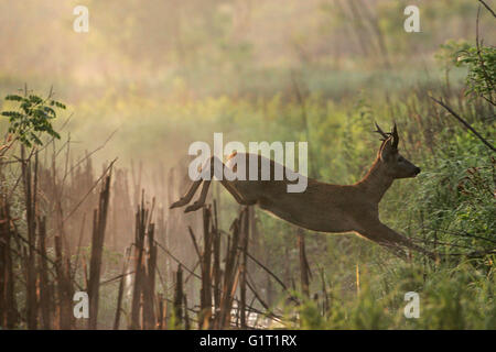 Roe deer Capreolus capreolus jumping stream in early morning mist near Tiszaalpar Hungary Stock Photo