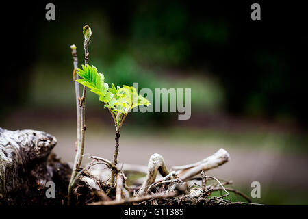 A young Mountain Ash tree shoots from the roots of a fallen tree at Marbury Park, Stock Photo