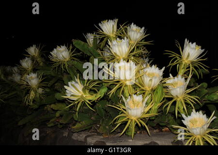 Night Blooming Cereus (Queen of the Night, Dragon fruit) flowers Stock Photo