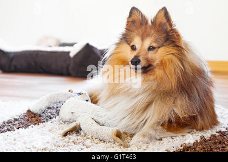 shetland sheepdog with dog toy Stock Photo