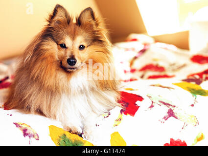young shetland sheepdog lies bedcover Stock Photo