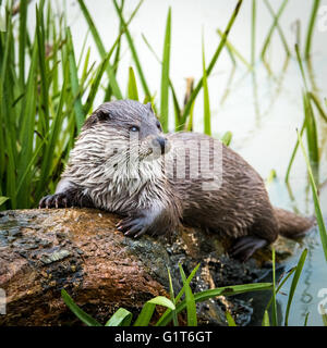 Eurasian Otter (Lutra lutra) sitting on a log by a river Stock Photo