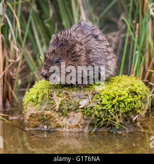 Water vole  (Muroidea) resting on a rock Stock Photo