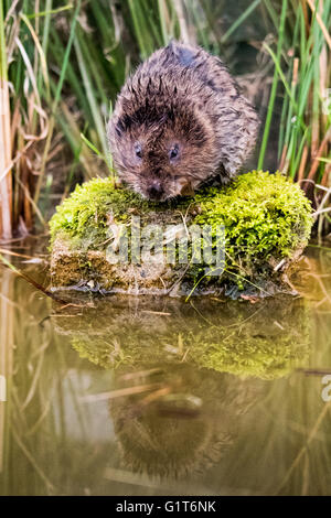 Water vole  (Muroidea) resting on a rock Stock Photo