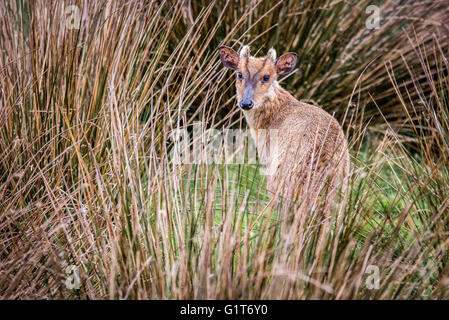 Muntjac deer ( Muntiacini) in long grass Stock Photo