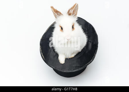 Rabbit in a hat Stock Photo