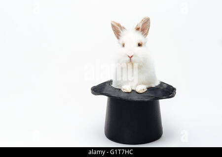 Rabbit in a hat Stock Photo