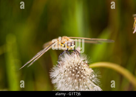 closeup picture of dragonfly siting on the plant