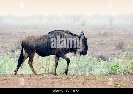 Blue Wildebeest (Connochaetes taurinus), walking on savanna, Kruger National Park, Mpumalanga, South Africa, Africa Stock Photo
