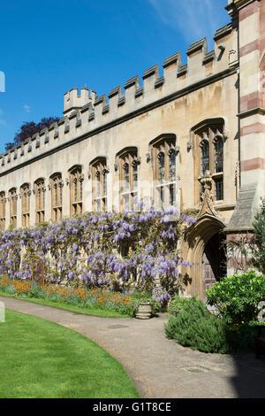 Wisteria in the Garden Quadrangle, Balliol college. Oxford, UK Stock Photo