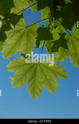 Green Maple Leaves on a Clear Blue Sky Stock Photo - Alamy