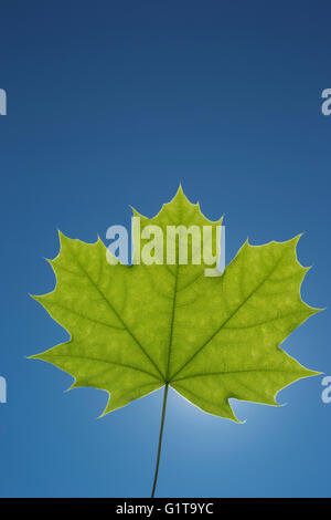 ONE SINGLE GREEN SPRINGTIME MAPLE LEAF BACKLIT ON CLEAR BLUE SKY Stock Photo