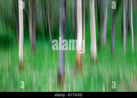 Intentional Camera Movement ICM of tree tunks in Strid Wood, Bolton Abbey, Yorkshire Dales Stock Photo