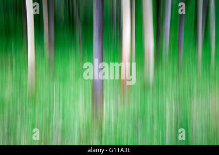 Intentional Camera Movement ICM of tree tunks in Strid Wood, Bolton Abbey, Yorkshire Dales Stock Photo