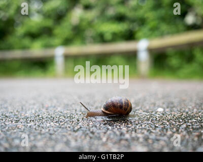 A snail sliding across a wet tarmac path Stock Photo