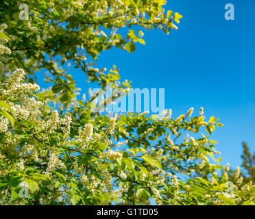 branches of blossoming apple tree in Germany Stock Photo