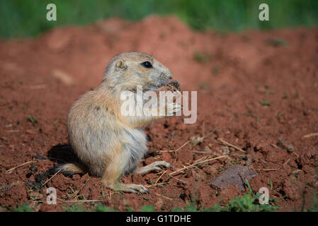 Black-tailed Prairie Dog pup Cynomys ludovicianus eating,Theodore Roosevelt NP, N Dakota USA Stock Photo