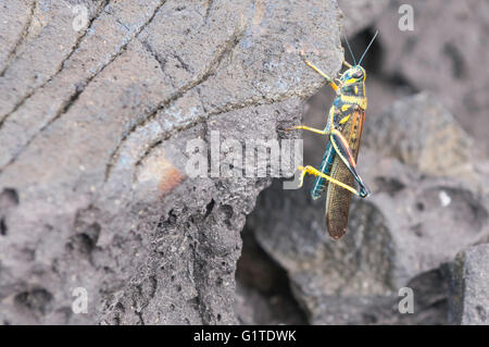 Painted locust, Schistocerca melanocera, on lava field, Bahia Sullivan, Isla Santiago (San Salvador, James), Galapagos Islands Stock Photo