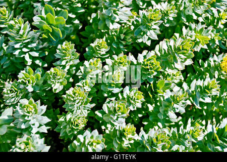 Rhodiola rosea mesh Stock Photo