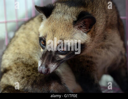 A Luwak - Domesticated Asian Palm Civet, on a ranch owned by the coffee industry in Java, Indonesia. Stock Photo