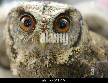 Owls for sale at the Malang bird market in Java Indonesia. Stock Photo