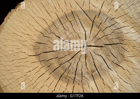 Cracked cut surface of a tree trunk Stock Photo