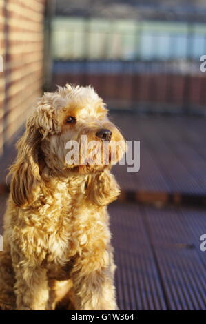 A Gorgeous Cockapoo in the glow of the setting sun. Stock Photo