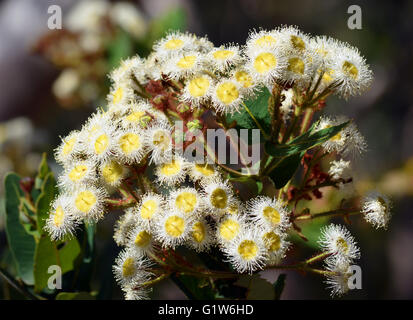 White and yellow flowers of an Australian gumtree Angophora hispida Stock Photo