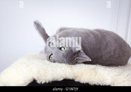 Russian Blue cat Stock Photo