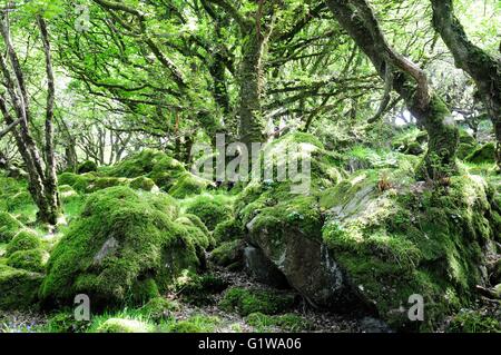 lichen and moss covered rocks rocky outcrops Ty Canol Woods ancient Welsh oak woodland Newport Pembrokeshire Wales Stock Photo