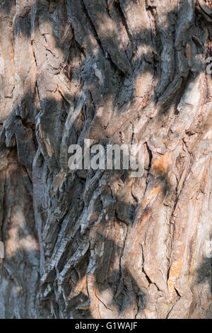 Old Wood Tree Texture Background Pattern. Vertical image Stock Photo