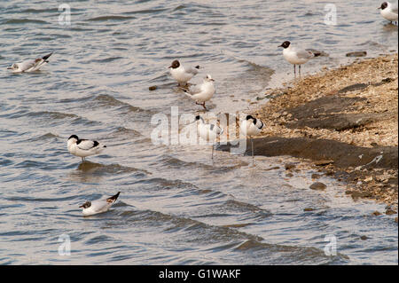 Avocet, Recurvirostra avosetta, on a lake shoreline, Stock Photo