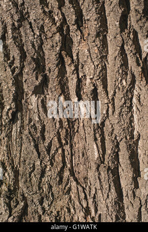 Old Wood Tree bark Texture Background Pattern.  vertical image Stock Photo
