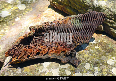 Colorful natural honeycomb from a bee hive in a fallen tree branch Stock Photo