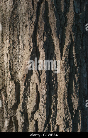Old Wood Tree bark Texture Background Pattern.  vertical image Stock Photo