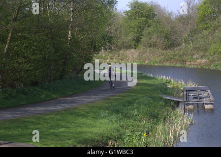 Cyclist on bike on towpath on the Forth and Clyde canal near Rotherwood Avenue , Glasgow, Scotland, UK. Stock Photo