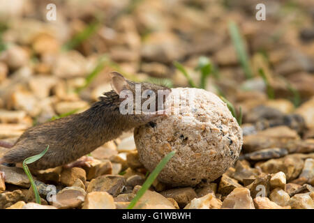 Mouse (Mus Musculus) on rear legs pushing fat-ball along gravel with blades of grass. day, side view UK garden
