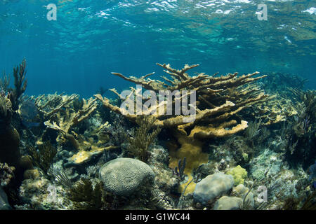 View of a coral reef in the Abacos.  Hard corals abound. Stock Photo