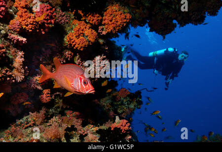 Scuba diver admires the vivid color of a Sabre squirrelfish Stock Photo